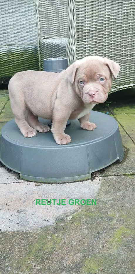 Prachtige American Bully's te koop!